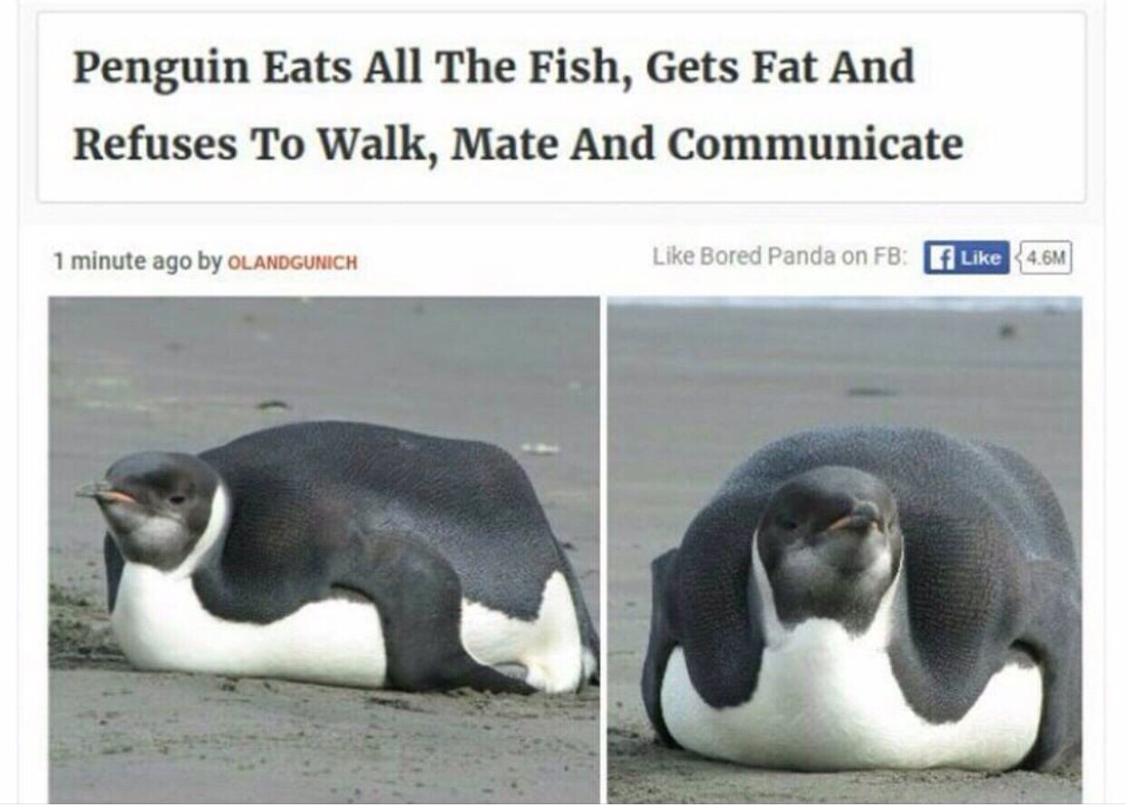 dank meme about penguin eats all the fish gets fat - Penguin Eats All The Fish, Gets Fat And Refuses To Walk, Mate And Communicate 1 minute ago by Olandgunich Bored Panda on Fb |{4.6M