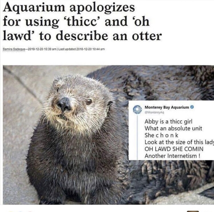 dank meme about oh lawd she comin otter - Aquarium apologizes for using 'thicc' and 'oh lawd to describe an otter Samita Sadeque Last updated Monterey Bay Aquarium Montereya Abby is a thicc girl What an absolute unit She chonk Look at the size of this lad