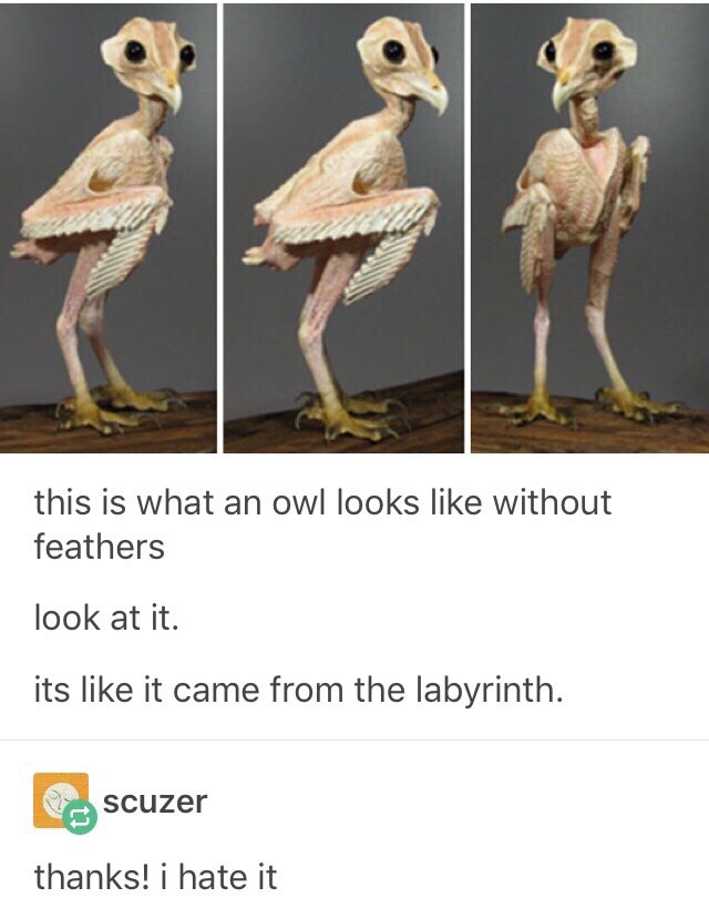 dank meme about owl without feathers - this is what an owl looks without feathers look at it. its it came from the labyrinth. scuzer thanks! i hate it