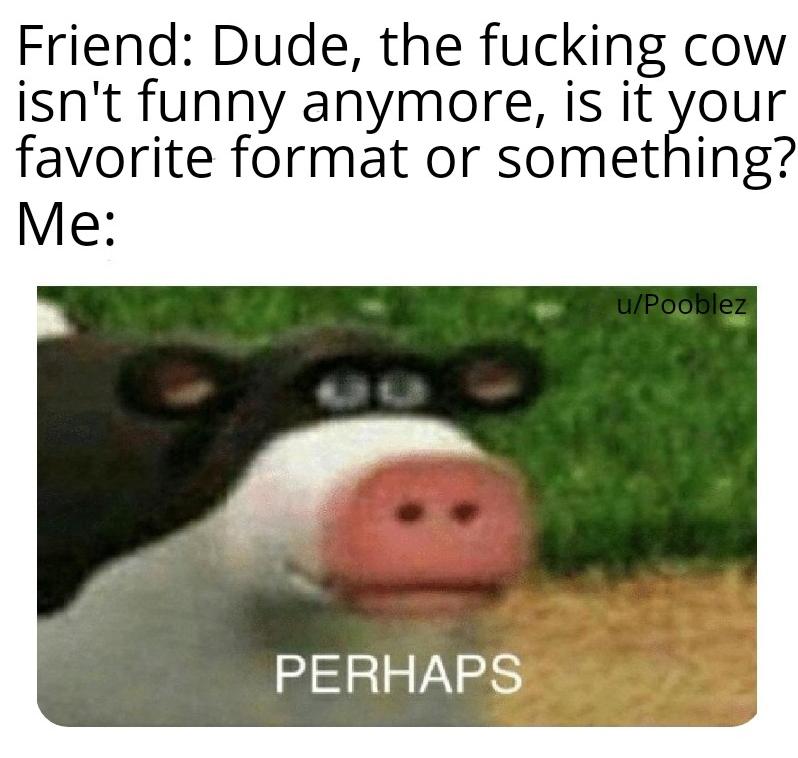 otis perhaps meme - Friend Dude, the fucking cow isn't funny anymore, is it your favorite format or something? Me uPooblez Perhaps
