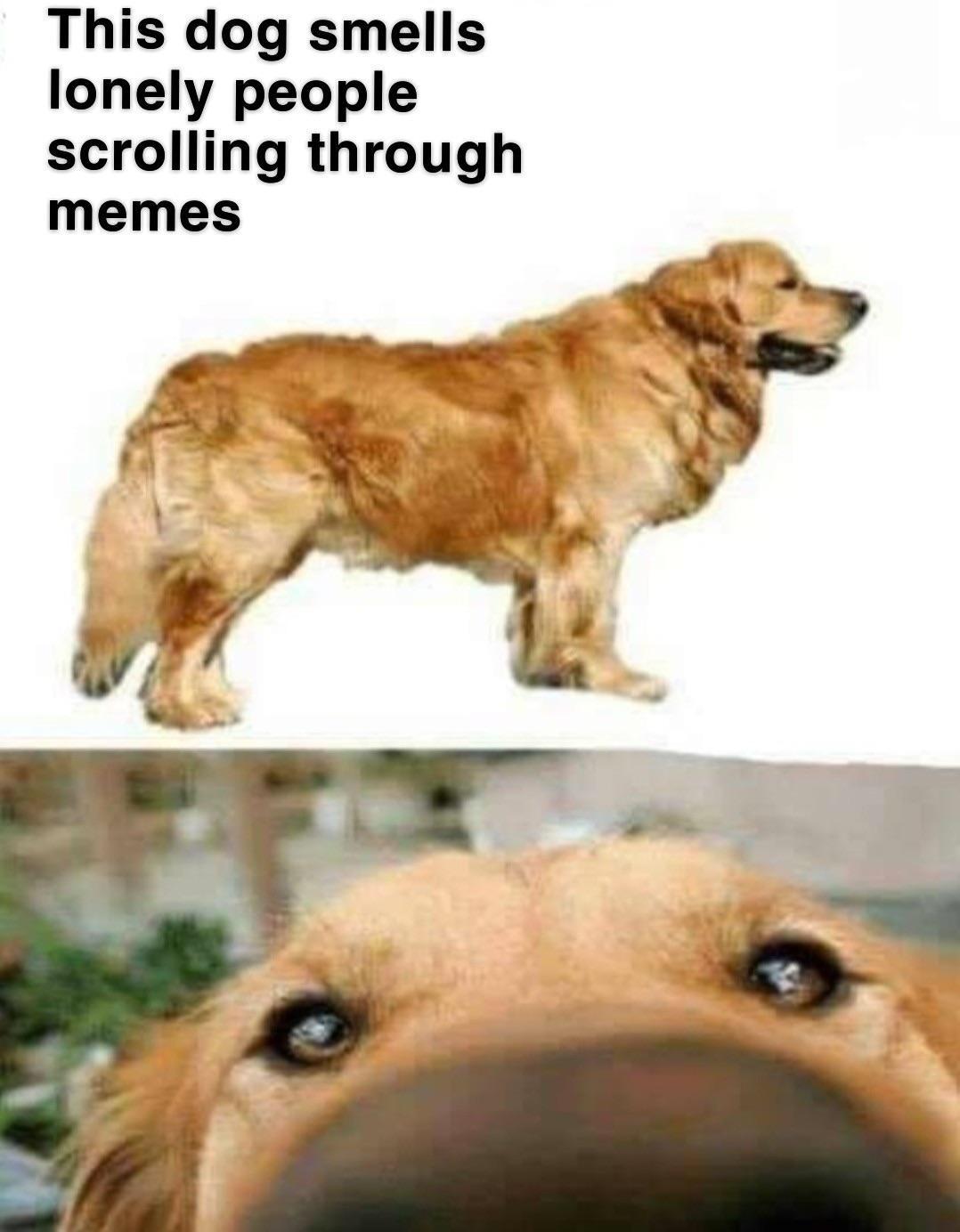 lonely meme - This dog smells lonely people scrolling through memes