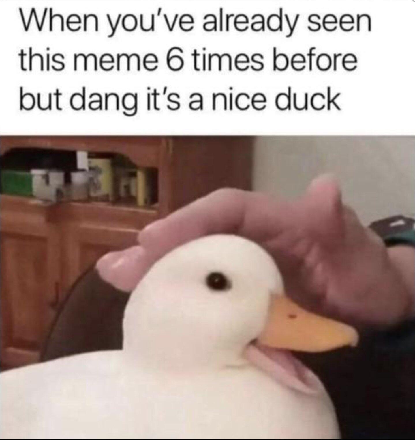nice duck meme - When you've already seen this meme 6 times before but dang it's a nice duck