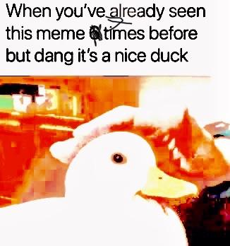 beak - When you've already seen this meme times before but dang it's a nice duck