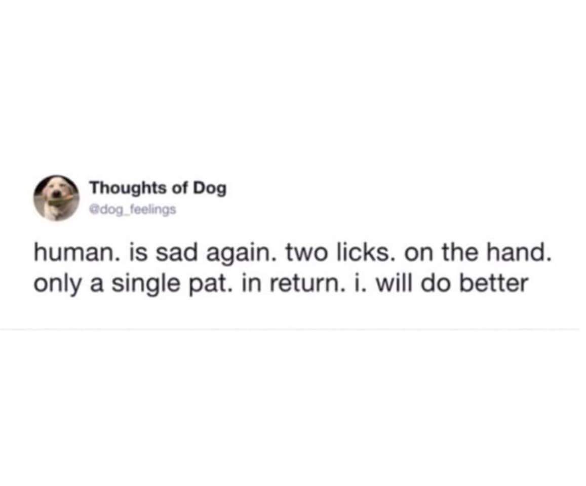 funny memes - Humour - Thoughts of Dog feelings human. is sad again. two licks. on the hand. only a single pat. in return. i. will do better