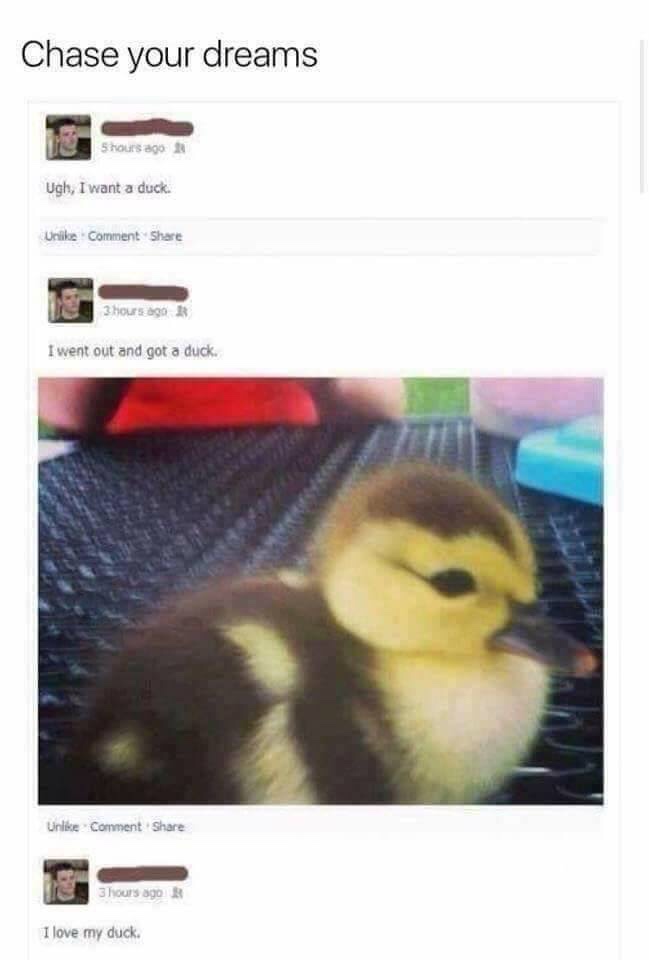 want a duck meme - Chase your dreams Shours ago Ugh, I want a duck. Unike Comment 3 hours ago I went out and got a duck. Un Comment 3 hours ago I love my duck.