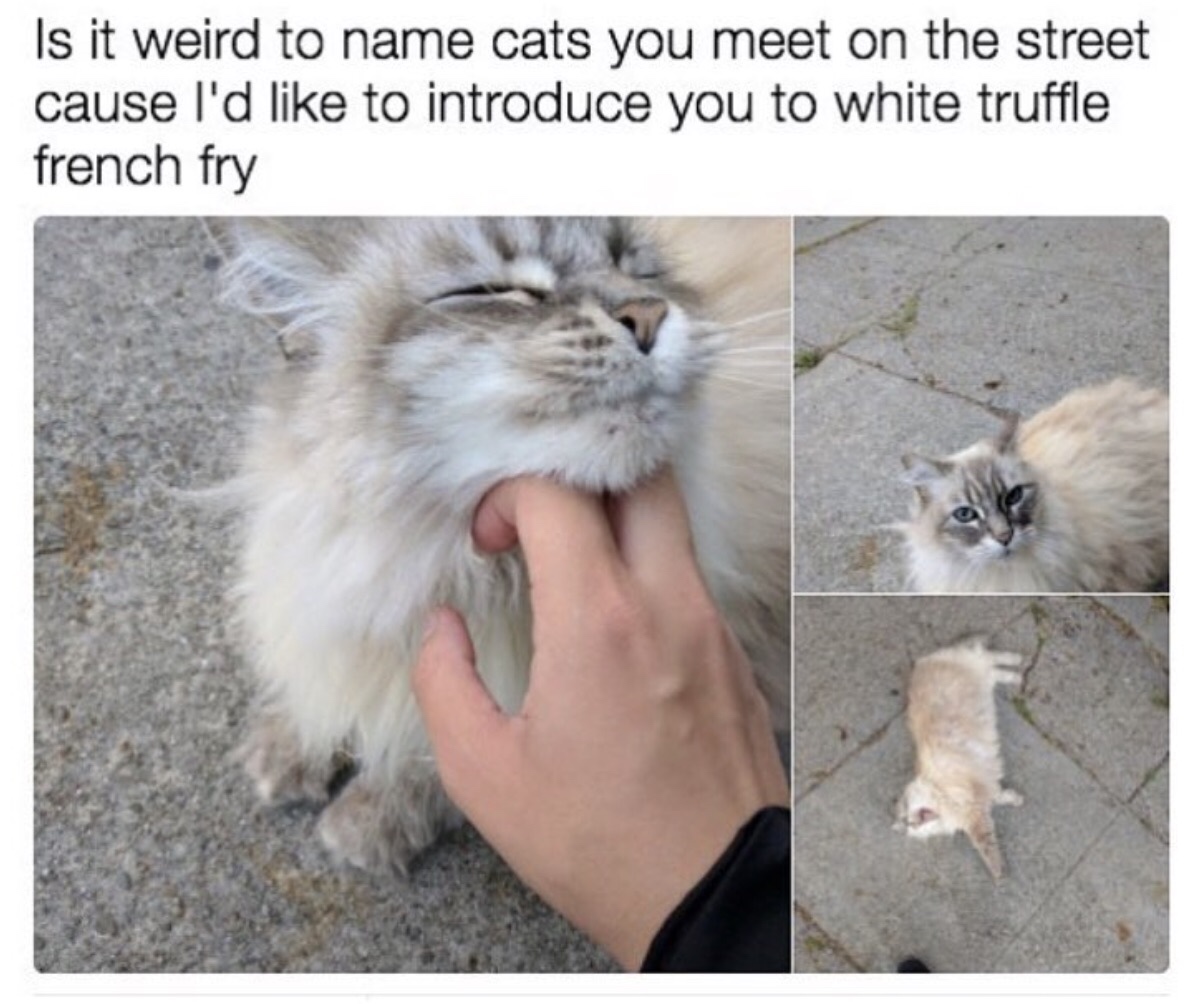white truffle french fry cat - Is it weird to name cats you meet on the street cause I'd to introduce you to white truffle french fry