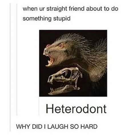 heterodont meme - when ur straight friend about to do something stupid Heterodont Why Did I Laugh So Hard