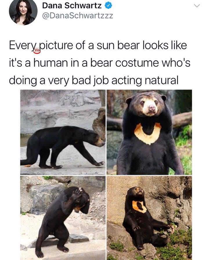 sun bears funny - Dana Schu Dana Schwartz Every picture of a sun bear looks it's a human in a bear costume who's doing a very bad job acting natural
