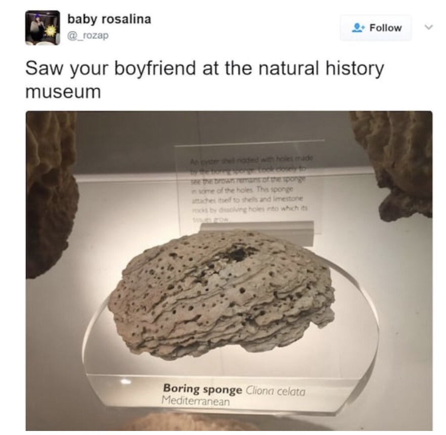 history museum memes - baby rosalina Saw your boyfriend at the natural history museum s troment of the sponge some of the holes. This sponge detted to shes and imestone toos by duchung holes to which its Boring sponge Cliona celata Mediterranean
