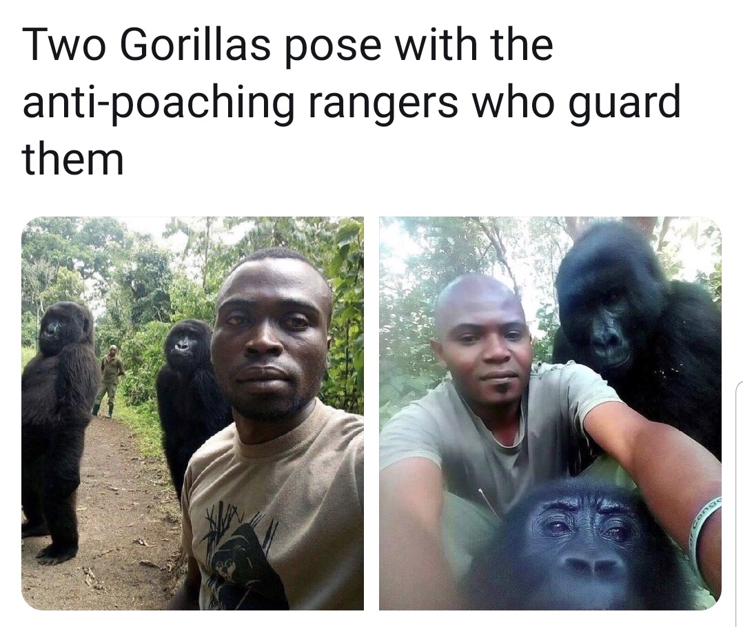 relationship meme of gorillas pose with anti poachers Two Gorillas pose with the antipoaching rangers who guard them