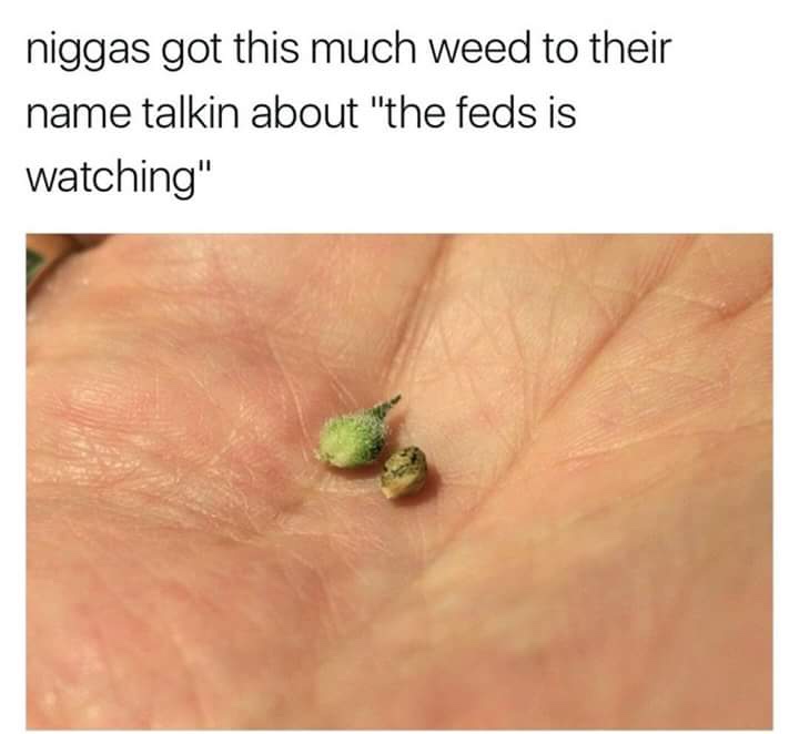 insect - niggas got this much weed to their name talkin about "the feds is watching"