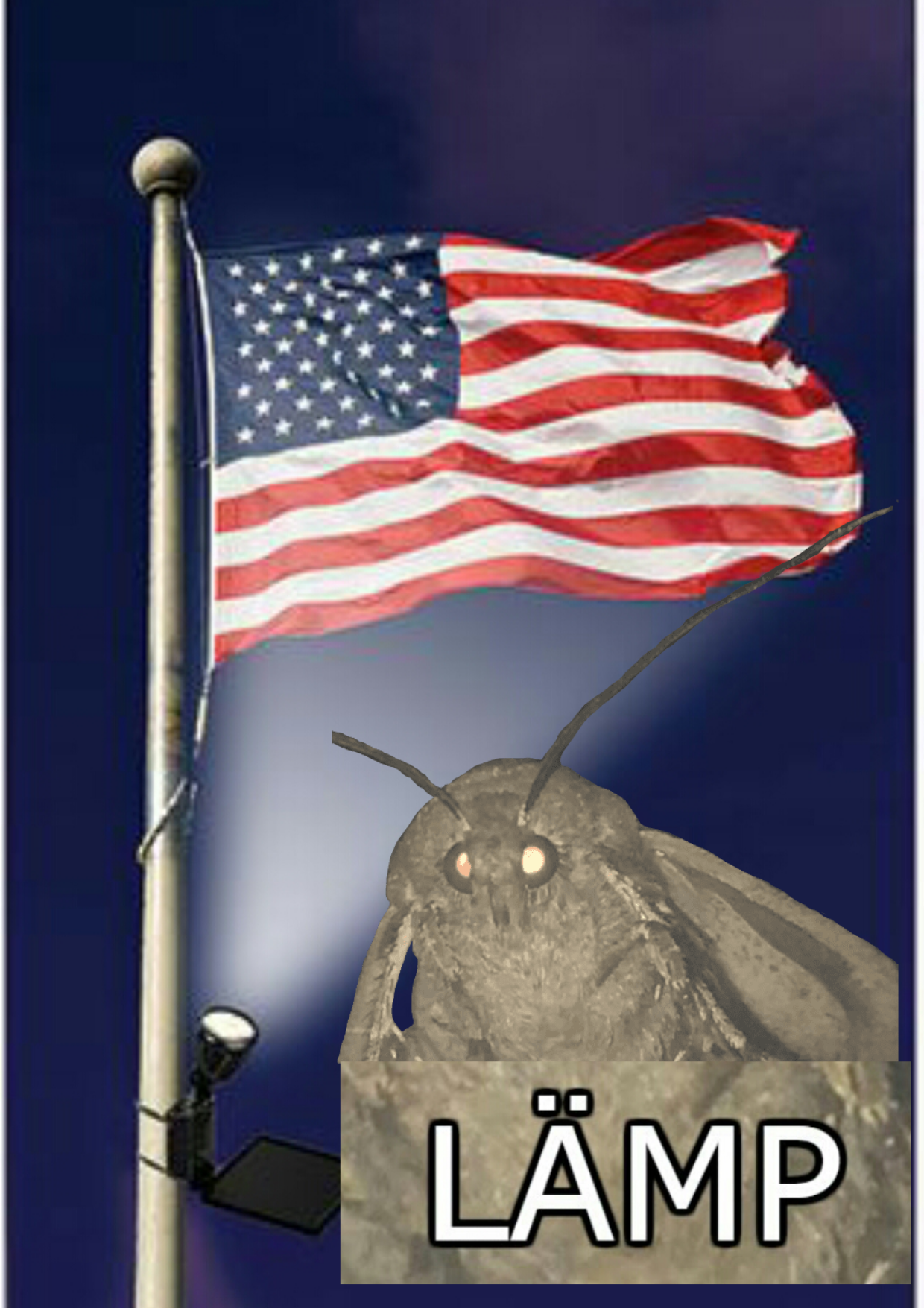 'Merican Moth