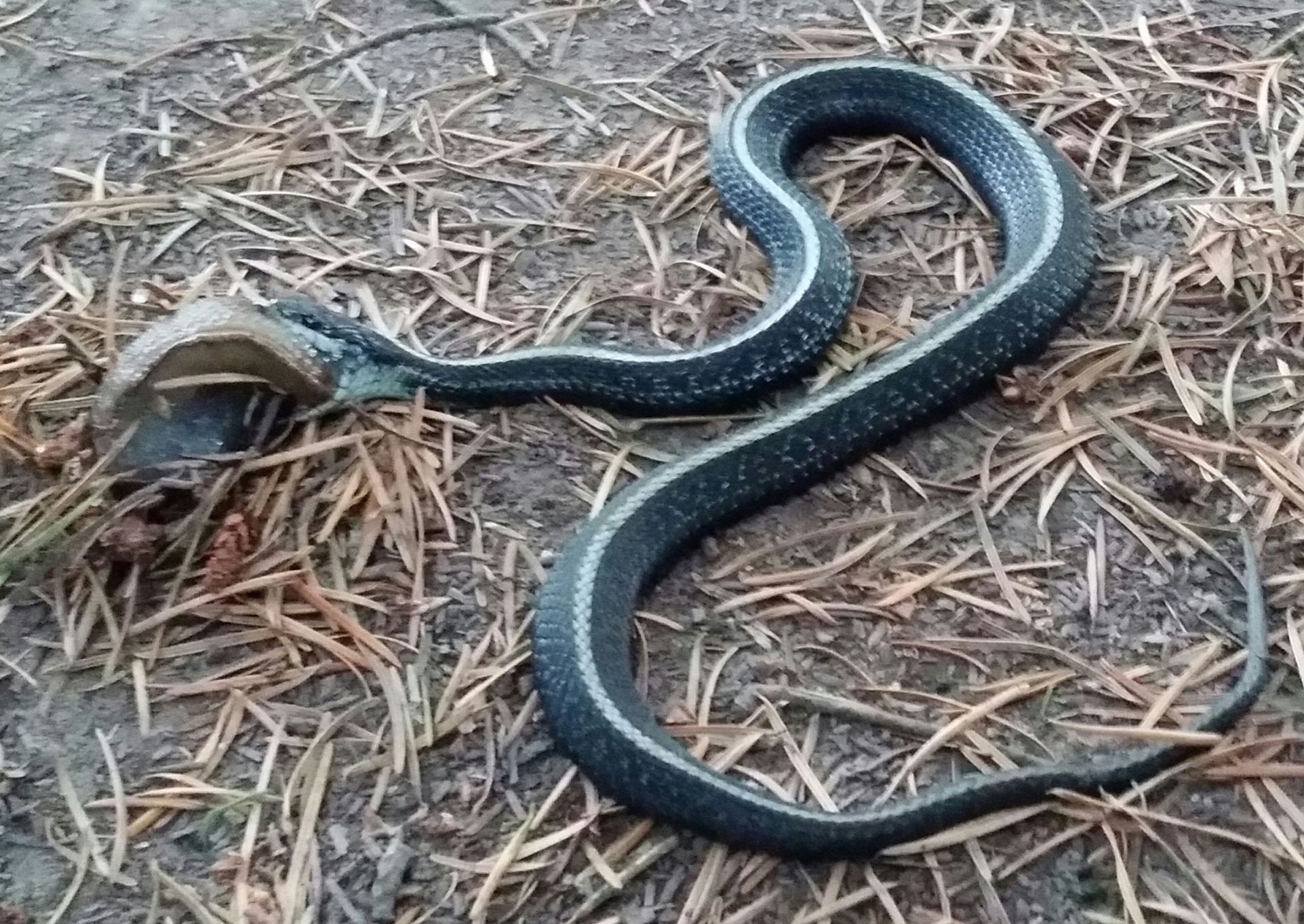 Came home from work to this snake attempting to swallow a slug whole