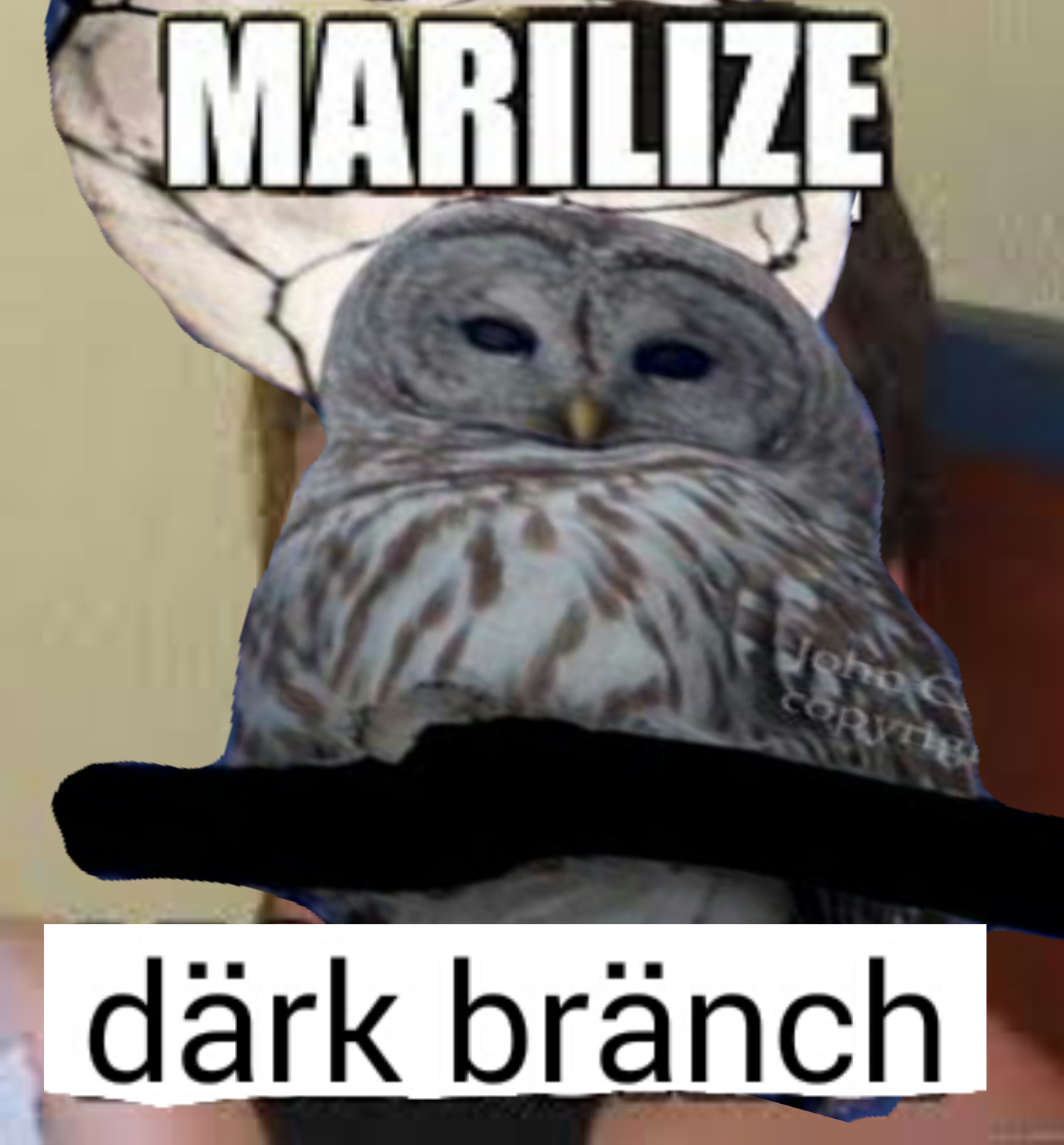Owl memes