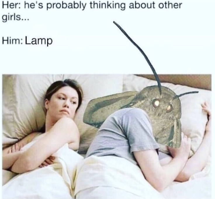 moth lamp moth memes - Her he's probably thinking about other girls... Him Lamp