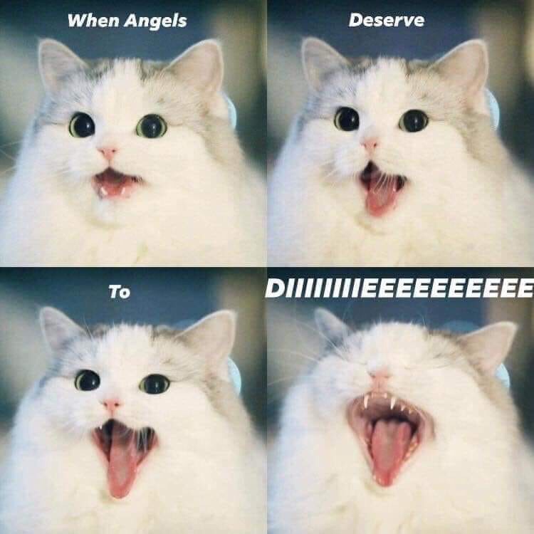 angels deserve to die cat meme - When Angels Deserve Diittiieeeeeeeeee