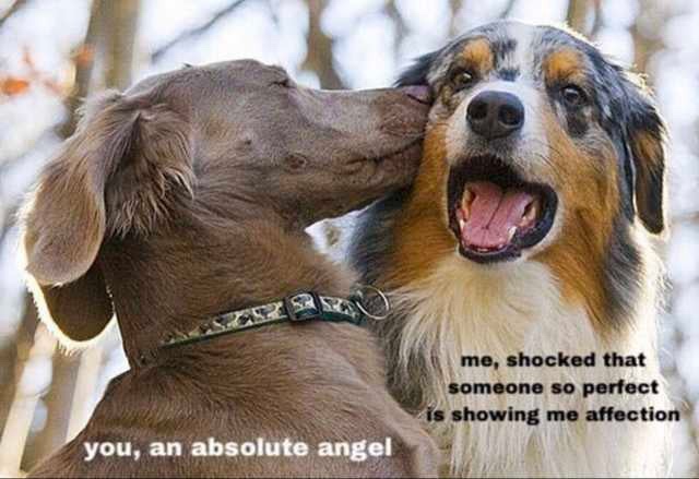 dogs and cats - me, shocked that someone so perfect is showing me affection you, an absolute angel
