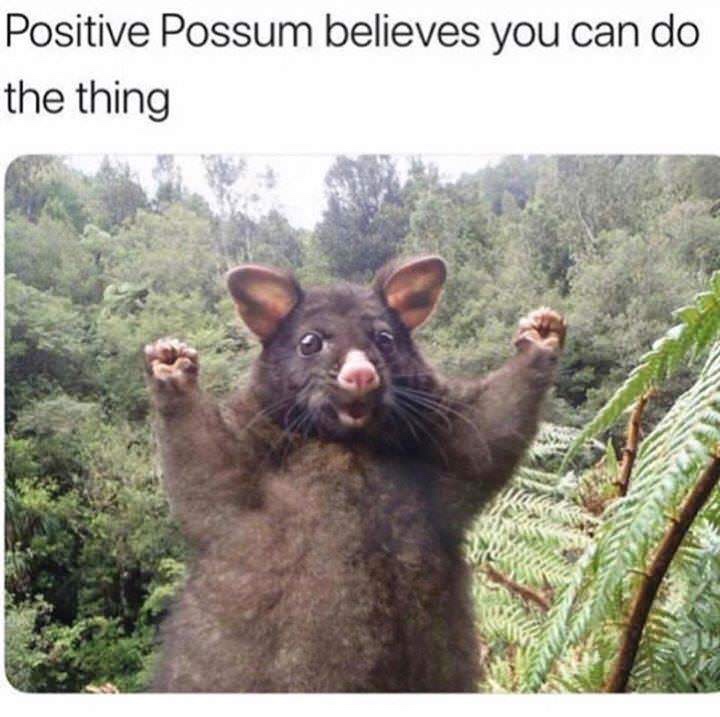 you can do the thing meme - Positive Possum believes you can do the thing