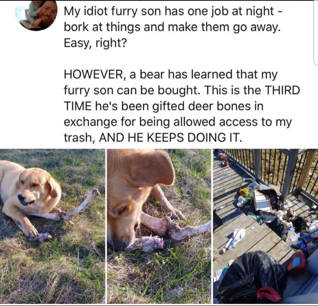 idiot son deer bones - My idiot furry son has one job at night bork at things and make them go away. Easy, right? However, a bear has learned that my furry son can be bought. This is the Third Time he's been gifted deer bones in exchange for being allowed