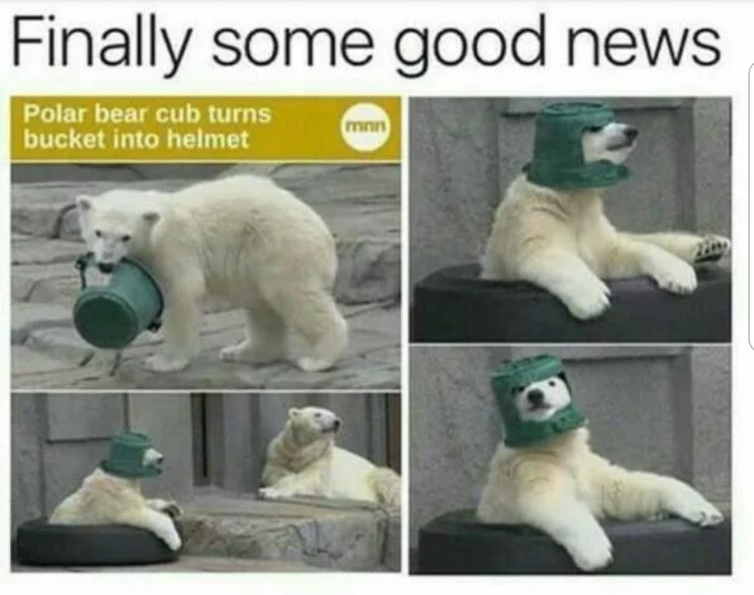 bucket memes - Finally some good news Polar bear cub turns bucket into helmet minn