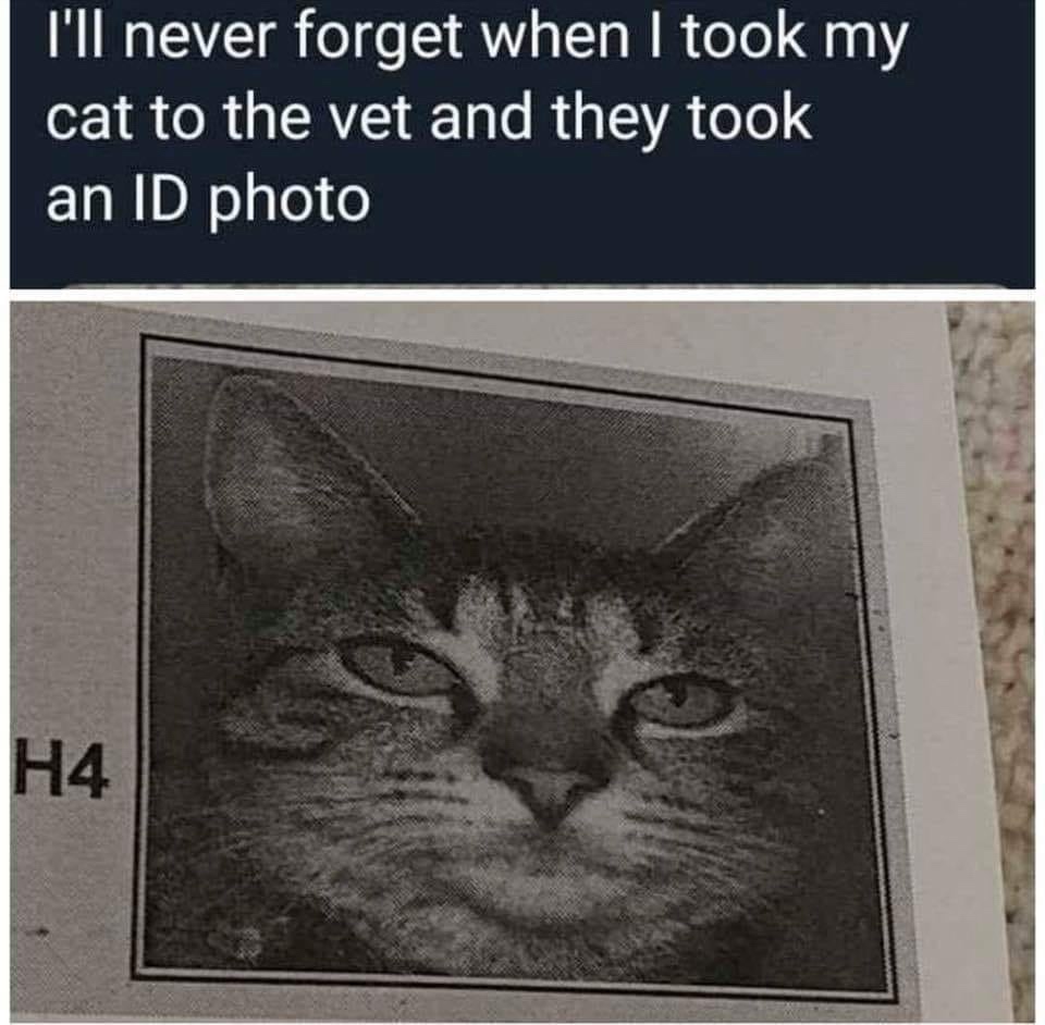 cat vet id - T'll never forget when I took my cat to the vet and they took an Id photo