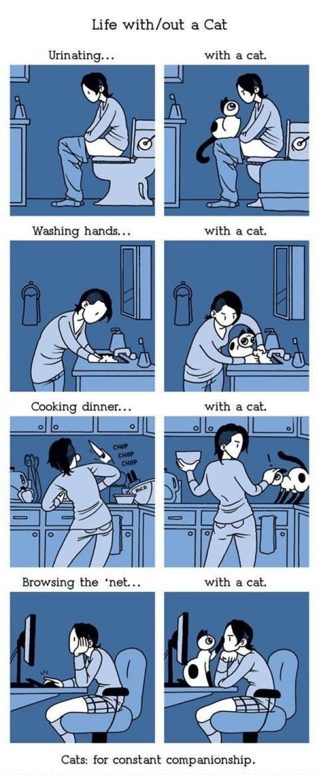 life without a cat - Life without a Cat Urinating... with a cat. Washing hands... with a cat. Cooking dinner... with a cat. Chop Chop Chop Browsing the 'net... with a cat. Cats for constant companionship.