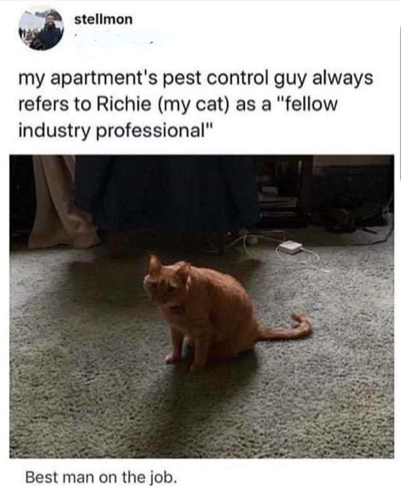 fellow industry professional cat - stellmon my apartment's pest control guy always refers to Richie my cat as a "fellow industry professional" Best man on the job.