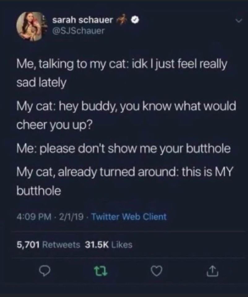 relatable tweets - sarah schauer Me, talking to my cat idk I just feel really sad lately My cat hey buddy, you know what would cheer you up? Me please don't show me your butthole My cat, already turned around this is My butthole . 2119Twitter Web Client 5