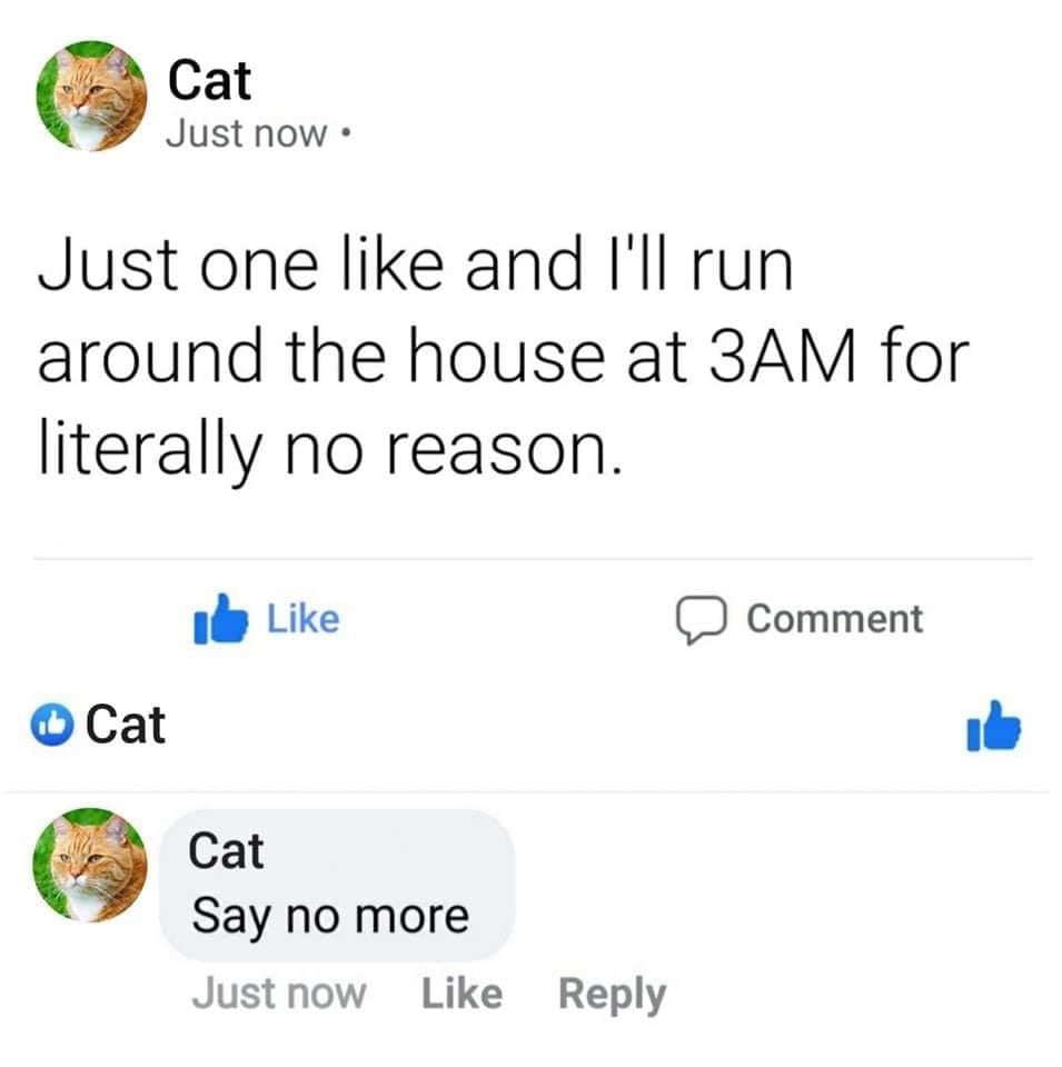 Lolcat - Cat Just now Just one and I'll run around the house at 3AM for literally no reason. Comment It Cat Cat Say no more Just now