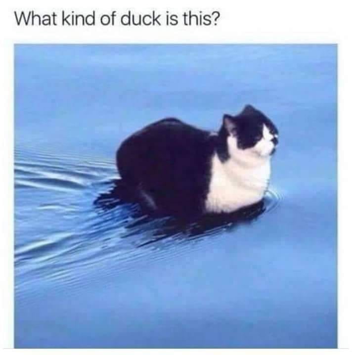 cat on water meme - What kind of duck is this?