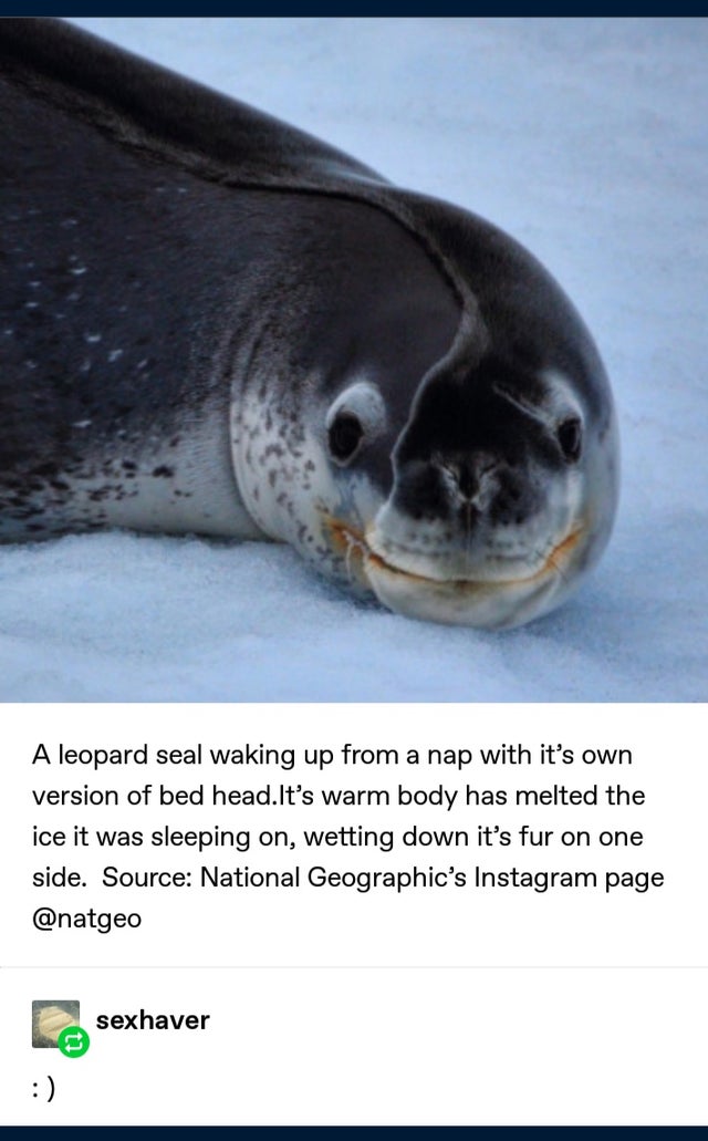 real seal - A leopard seal waking up from a nap with it's own version of bed head. It's warm body has melted the ice it was sleeping on, wetting down it's fur on one side. Source National Geographic's Instagram page sexhaver