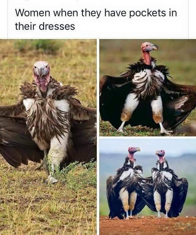 vulture dress pocket meme - Women when they have pockets in their dresses