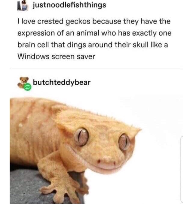 crested gecko meme - justnoodlefishthings I love crested geckos because they have the expression of an animal who has exactly one brain cell that dings around their skull a Windows screen saver butchteddybear