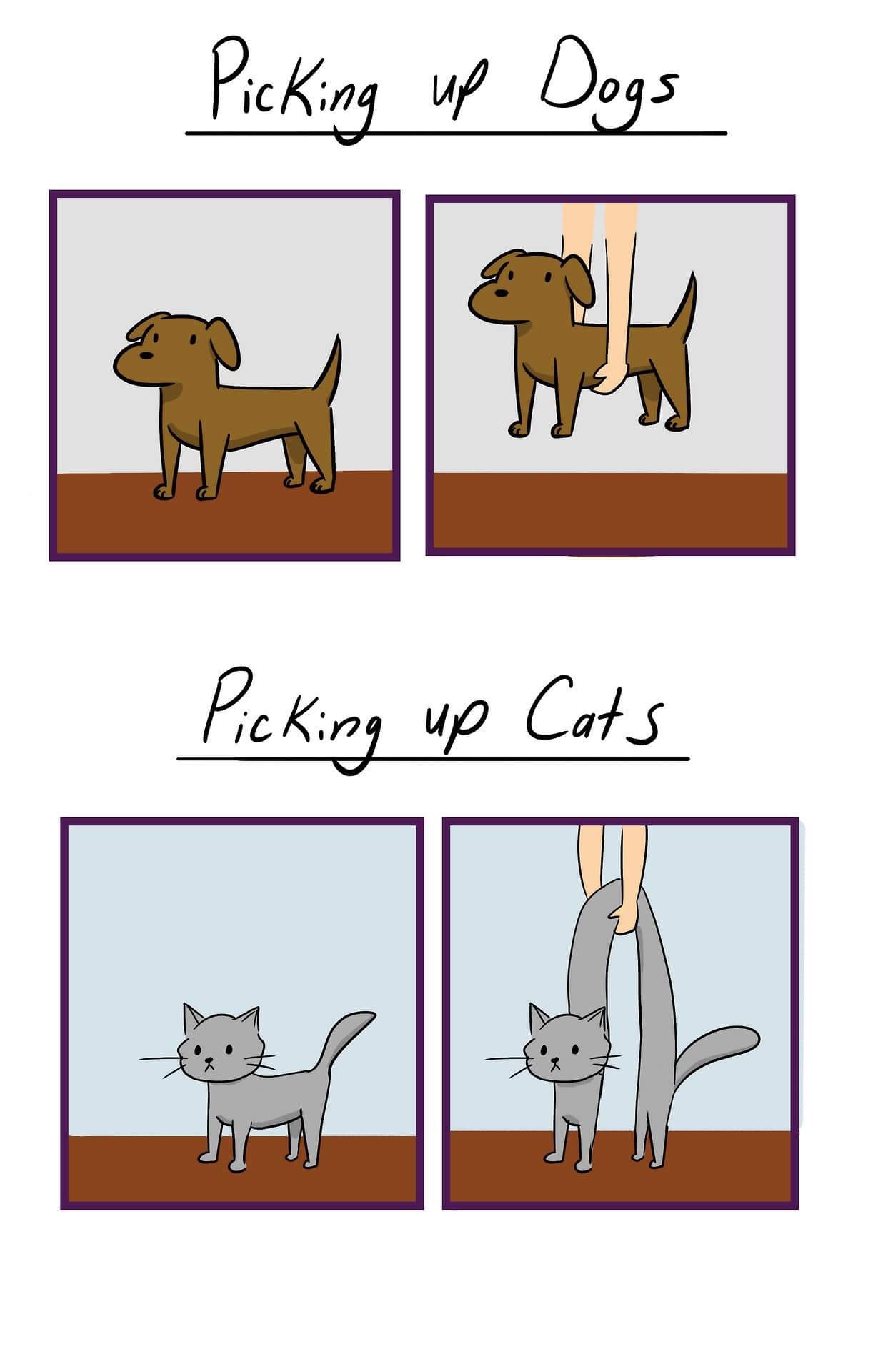 picking up dogs vs cats - 1. Picking up Dogs Picking up Cats
