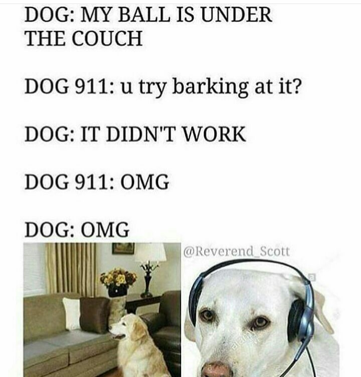 dog 911 meme - Dog My Ball Is Under The Couch Dog 911 u try barking at it? Dog It Didn'T Work Dog 911 Omg Dog Omg Scott