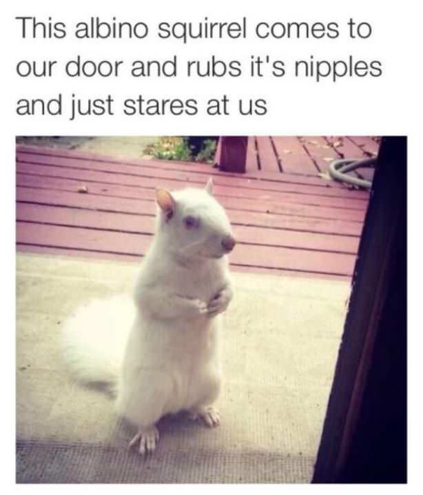 albino squirrel meme - This albino squirrel comes to our door and rubs it's nipples and just stares at us