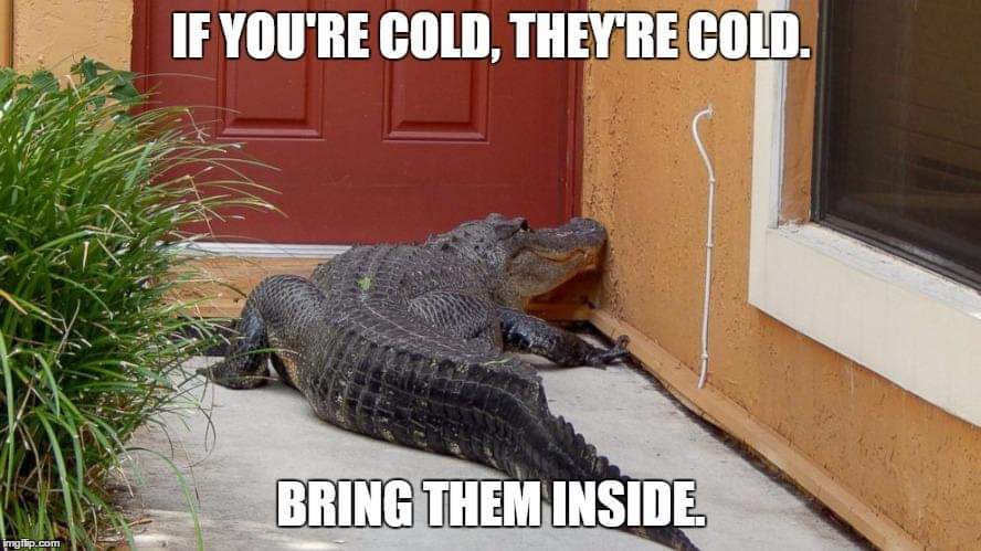 if you re cold they re cold meme - If You'Re Cold, They'Re Cold. Bring Them Inside imgflip.com