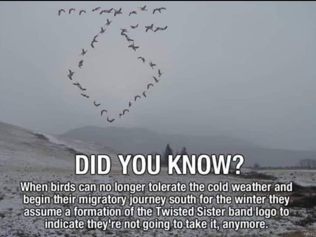 twisted sister bird meme - Did You Know? When birds can no longer tolerate the cold weather and begin their migratory journey south for the winter they assume a formation of the Twisted Sister band logo to indicate they're not going to take it, anymore.