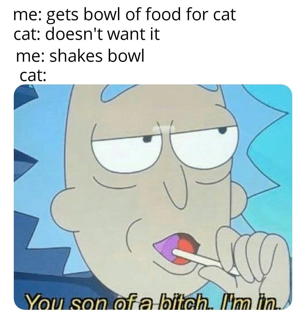 Internet meme - me gets bowl of food for cat cat doesn't want it me shakes bowl cat You son of a bitch. I'm lin