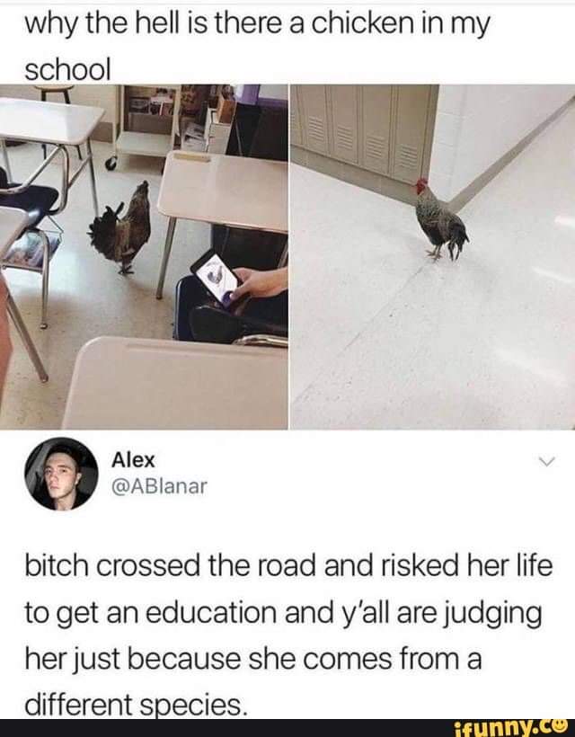 there a chicken in my school - why the hell is there a chicken in my school Alex bitch crossed the road and risked her life to get an education and y'all are judging her just because she comes from a different species. ifunny.co