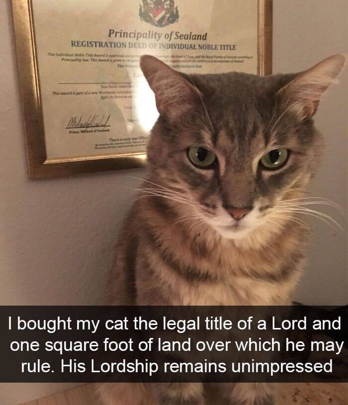 his lordship remains unimpressed - Principality of Sealand Registration Deed Of Individual Noble Title I bought my cat the legal title of a Lord and one square foot of land over which he may rule. His Lordship remains unimpressed
