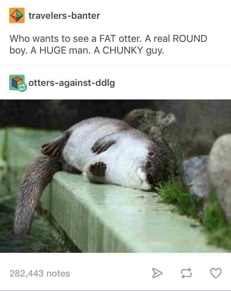 pets funny - travelersbanter Who wants to see a Fat otter. A real Round boy. A Huge man. A Chunky guy. ottersagainstddig 282,443 notes