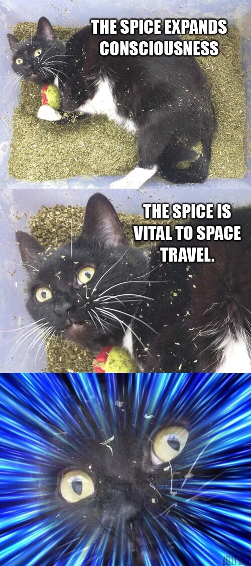 spice cat meme - The Spice Expands Consciousness The Spice Is Vital To Space Travel