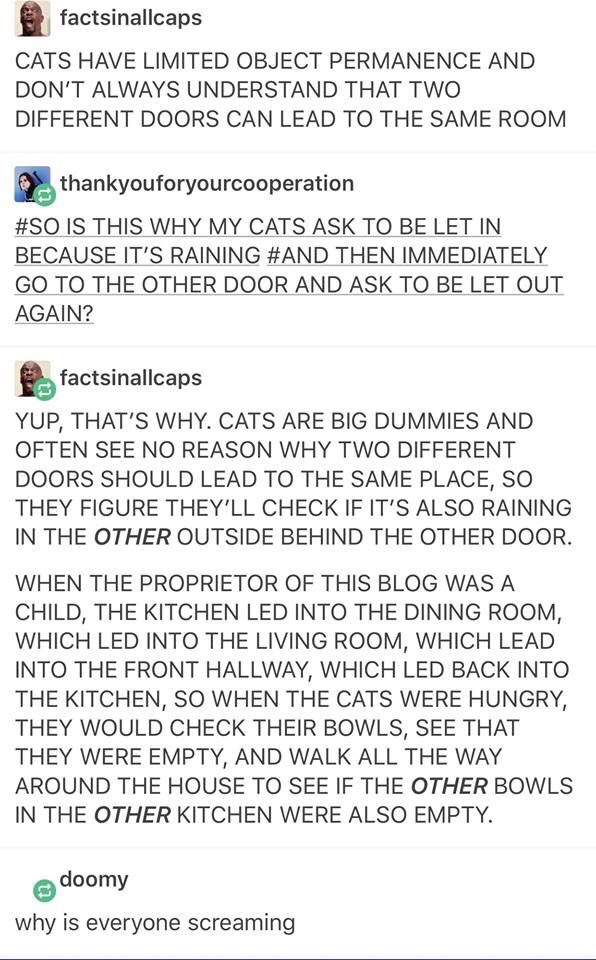 hanlon's razor - factsinallcaps Cats Have Limited Object Permanence And Don'T Always Understand That Two Different Doors Can Lead To The Same Room thankyouforyourcooperation Is This Why My Cats Ask To Be Let In Because It'S Raining Then Immediately Go To 