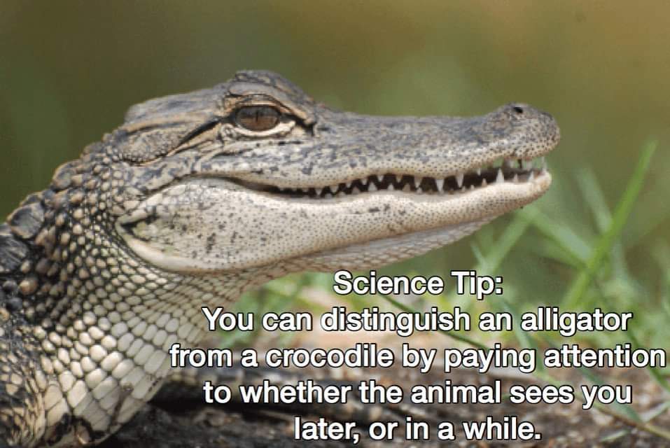 alligator animal - Science Tip You can distinguish an alligator from a crocodile by paying attention to whether the animal sees you later, or in a while.