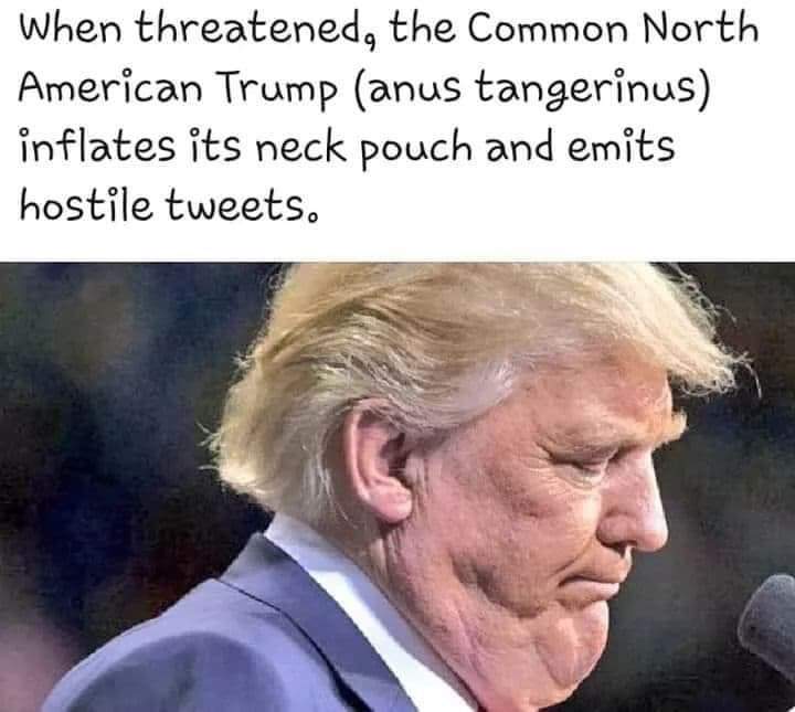 trump memes - When threatened, the Common North American Trump anus tangerinus inflates its neck pouch and emits hostile tweets.