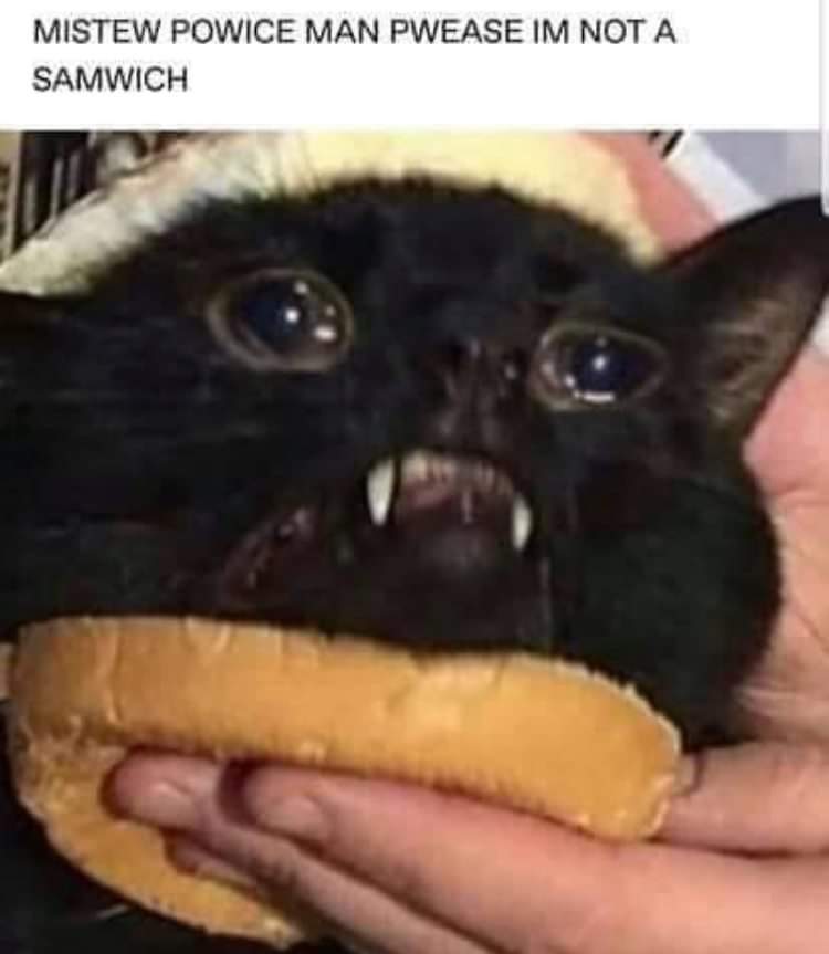 cat bread meme - Mistew Powice Man Pwease Im Not A Samwich