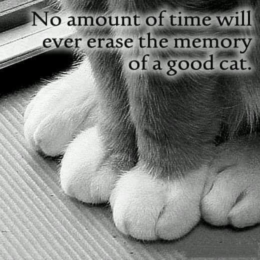 missing my cat - No amount of time will ever erase the memory of a good cat.