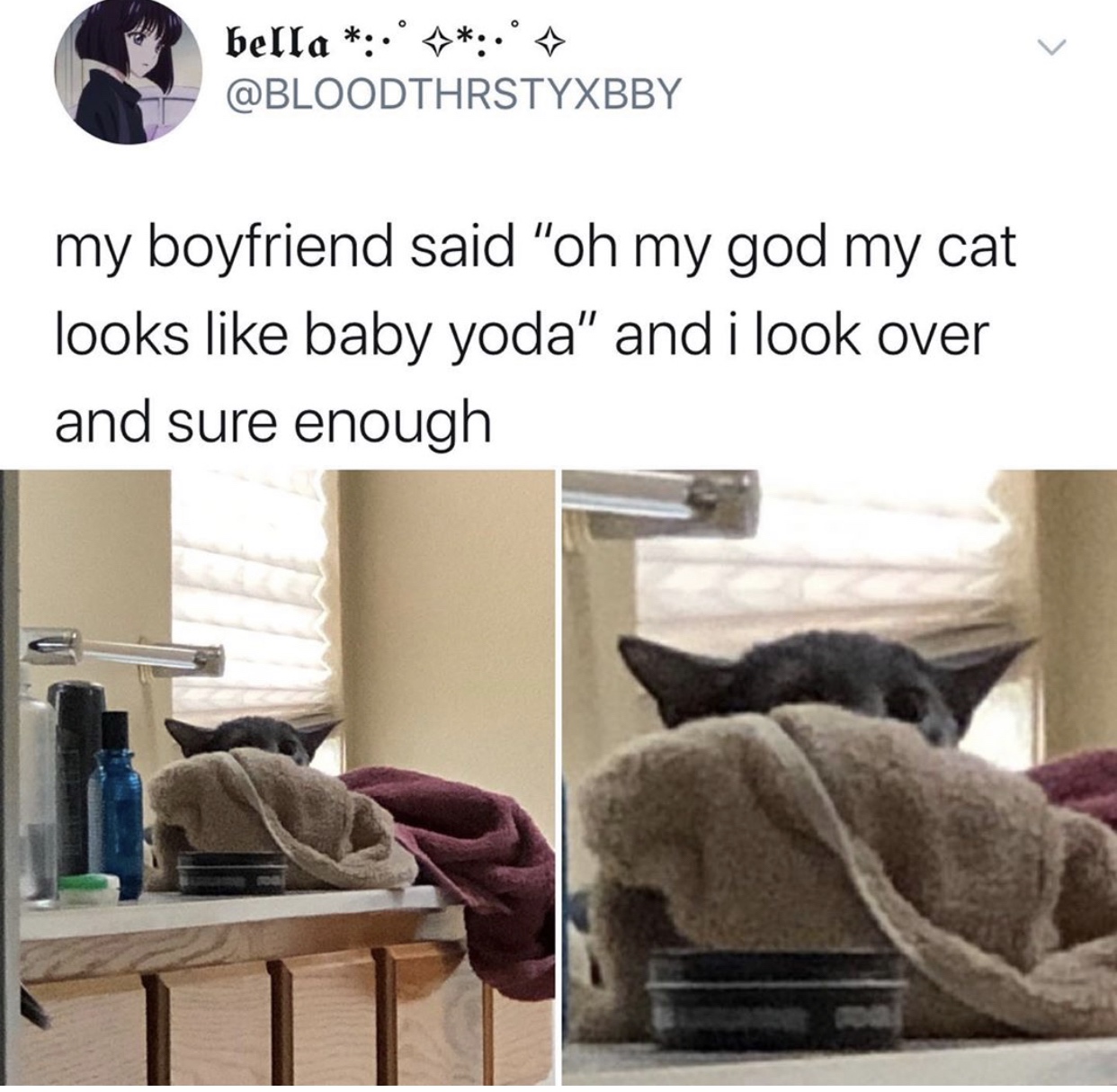 Yoda - bella . ^.' ^ my boyfriend said "oh my god my cat looks baby yoda" and i look over and sure enough