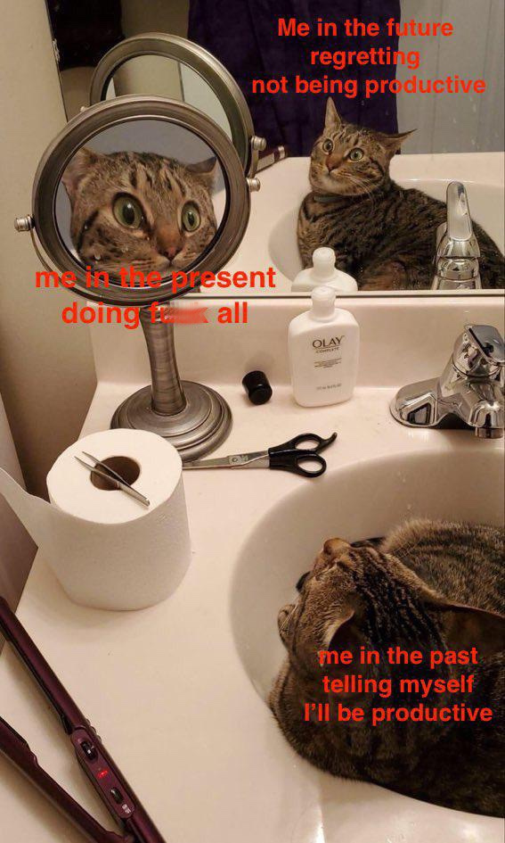 cat looking into magnifying mirror - Me in the future regretting not being productive me doing esent all Olay Fne in the past telling myself I'll be productive